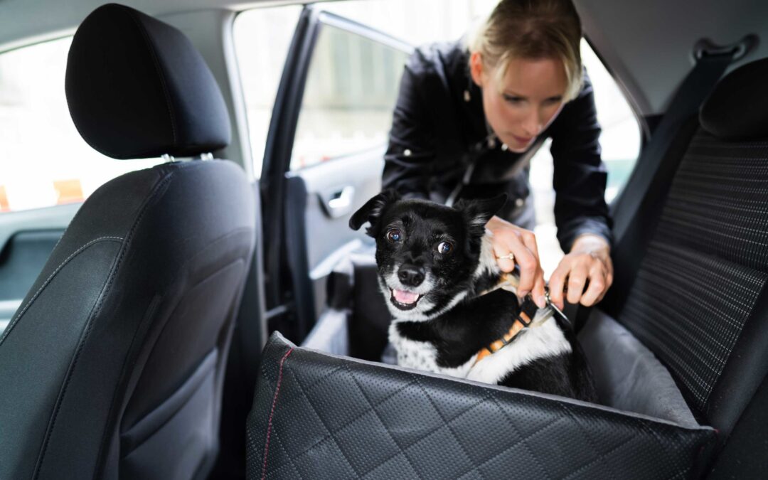 driving safely with pets