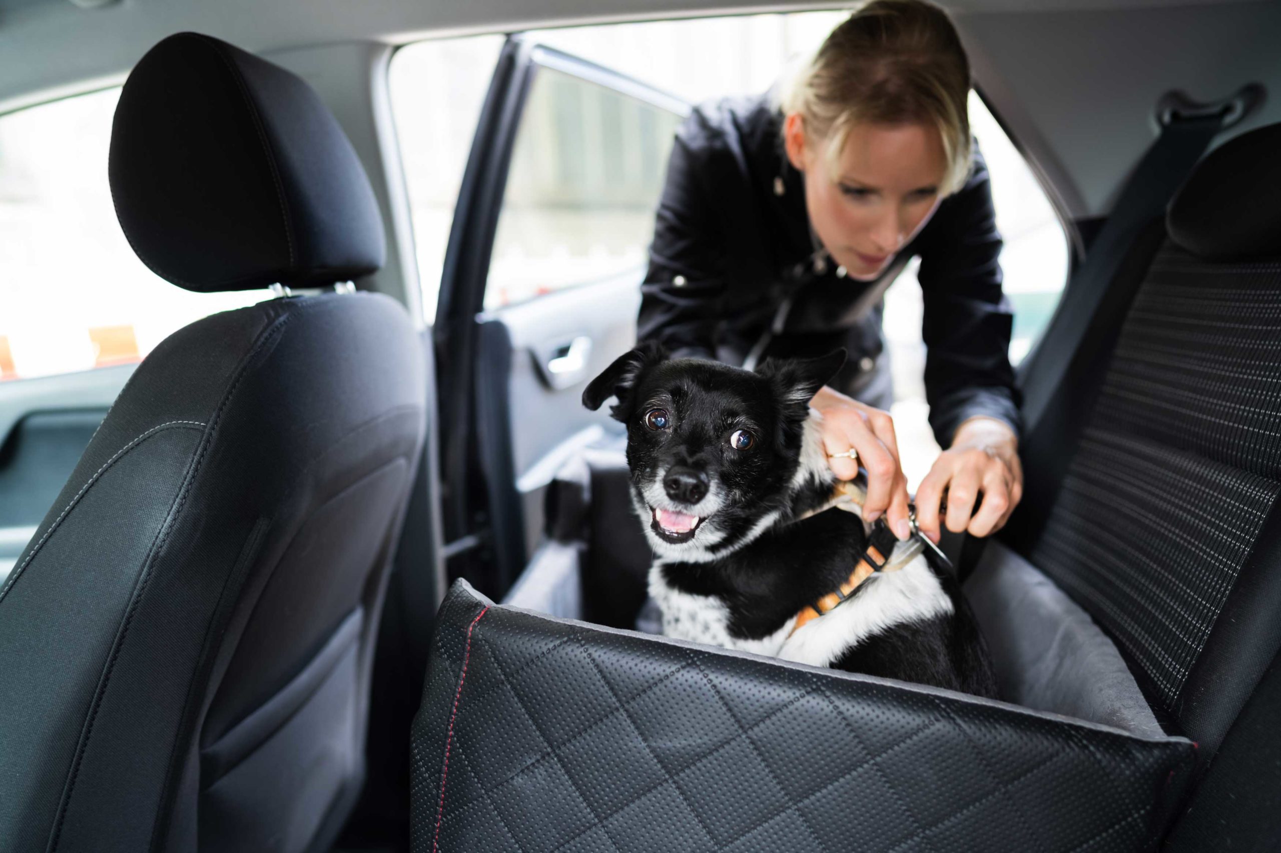 driving safely with pets